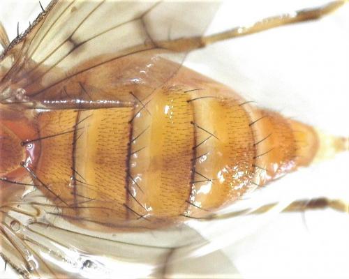 Suillia affinis